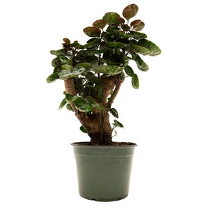 Fabian Aralia Tree Stump Unique Rare Bonsai Live Plant, 6" Pot, Indoor Air Purifier