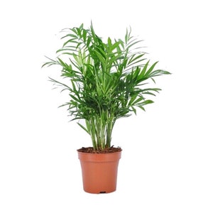 Chamaedorea Elegans Victorian Parlour Neanthe Bella Palm, Live Plant, 6"Pot