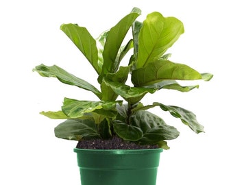 Fiddle Leaf Fig Ficus Lyrata Live Plant, 4" Pot, Top Indoor Air Purifier!