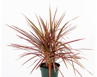 Dracena Marginata Colorama Madagascar Dragon Tree Live Plant, 4" Pot, Indoor/Outdoor Air Purifier!