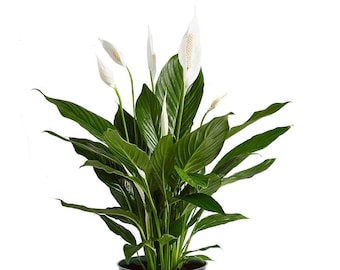 Spathiphyllum Flower Bunch Peace Lily Easy Care Live Plant, 6" Pot, Top Indoor/Outdoor Air Purifier, Flowering Plant White Flowers