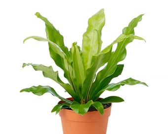 Birds Nest Fern, 6" Pot