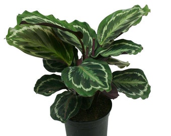 Calathea Medallion Peacock Indoor/Outdoor Live Plant, 6" Pot, Air Purifier!