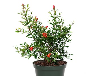 Dwarf Pomegranate Bush, 6" Pot, Fruit Producing!