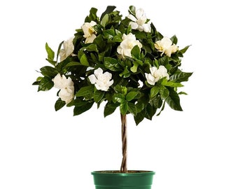 Mini Gardenia Veitchii Tree, 6" Pot, Beautiful Fragrant Flowers!