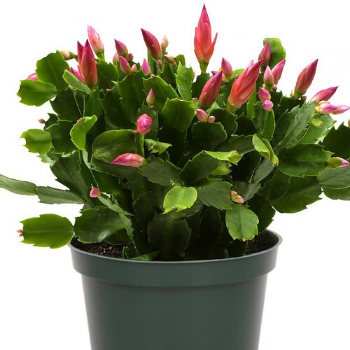 Christmas Cactus Zygocactus Assorted Colors Live Plant Etsy