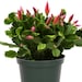 see more listings in the Cacti & Succulents section