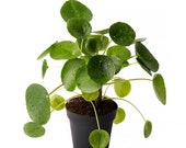 Pilea Peperomiodes Chinese Money Live Plant, 4 quot Pot, Indoor Air Purifier