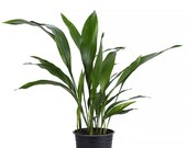 Cast Iron Plant Pet Friendly Live, 6 quot Pot, Graceful Indoor Air Purifier