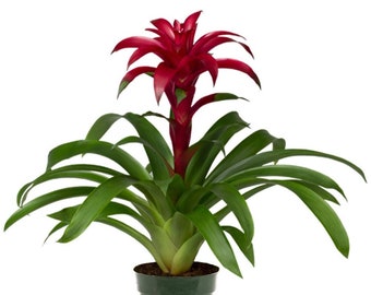 Bromeliad Guzmania Growers Pick Live Plant, 6" Pot, Assorted Colors, Pink, Red, Purple, Yellow, Orange