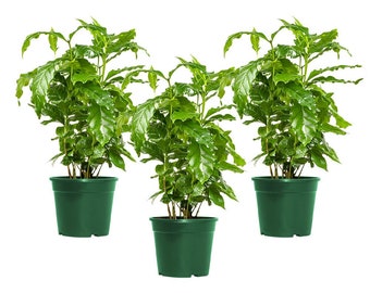 Arabica Coffee Plant, Indoor/Outdoor Air Purifier, Live Plant, Three 4" Pots, Produces Fragrant Flowers!