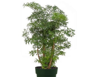 Dwarf Ming Aralia Tree, Indoor/Outdoor Air Purifier, Live Plant, 6" Pot, Natural Bonsai Look