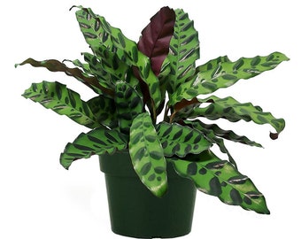 Rattlesnake Calathea "Lancifolia" Live Prayer Plant, 6" Pot, Beautiful Indoor Houseplant