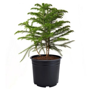 Norfolk Island Pine Mini Tree Live Plant, 6&quot; Pot, Indoor Air Purifier