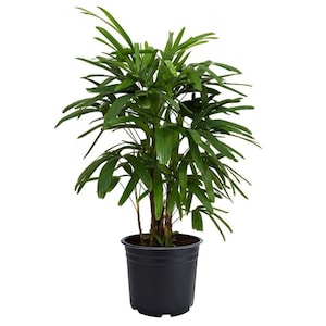 Lady Palm Rhapis Excelsa Indoor or Outdoor Live Plant, 6" Pot, Air Purifying Pet Safe Plant