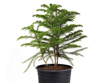 Norfolk Island Pine Mini Tree Live Plant, 6" Pot, Indoor Air Purifier