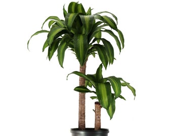 Dracaena Massangeana Live Corn Plant, 10" Pot, Large Indoor House Plant Live Tree & Easy Care Air Purifying Plant