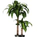 see more listings in the Dracaena section