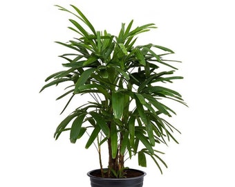 Lady Palm Rhapis Excelsa Indoor or Outdoor Live Plant, 6" Pot, Air Purifying Pet Safe Plant