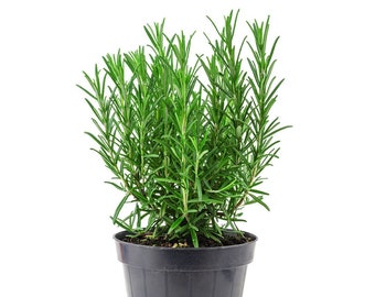 Tuscan Blue Rosemary, Edible Live Plant for House & Garden, 6-Inch pot, Aromatic Cooking Spice