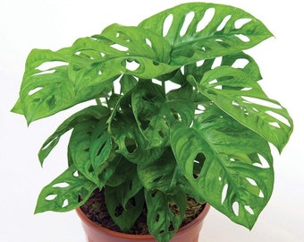 Monstera Adansonii Swiss Cheese Live Plant, 6" Pot, Indoor Air Purifier