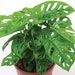 see more listings in the Monstera section