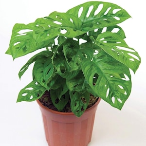 Monstera Adansonii Swiss Cheese Live Plant, 4&quot; Pot, Indoor Air Purifier