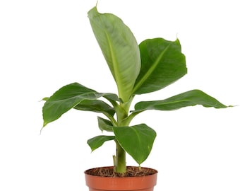 Super Dwarf Cavendish Banana Tree Indoor/Outdoor Live Fruit Baring Plant, Easy Care, 6" Pot