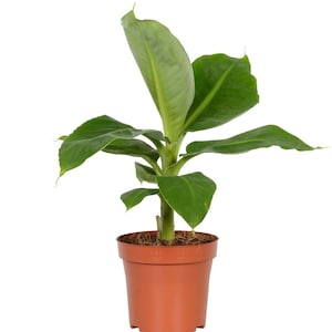 Super Dwarf Cavendish Banana Tree Indoor/Outdoor Live Fruit Baring Plant, Easy Care, 6" Pot