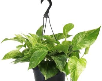 Marble Queen Pothos Indoor/Outdoor Live Plant, 8" Hanging Basket, Air Purifying Plant!