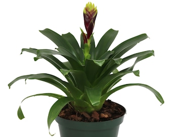 Vriesea Vogue Bromeliad Live Plant, 6" Pot Indoor/Outdoor Houseplant