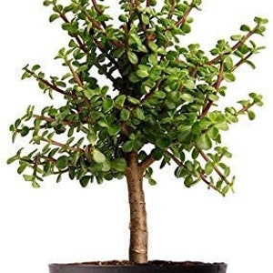 Dwarf Jade Tree Live Plant, 6" Pot, Lovely Indoor Houseplant Bonsai