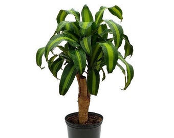 Dracaena Massangeana Live Corn Plant, 6" Pot, Indoor House Plant Live Tree & Easy Care Air Purifying Plant