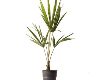 Windmill Cold Hardy Palm Tree, Live Plant, 4" Pot, Indoor Outdoor Pet Friendly  Houseplant