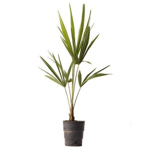 Windmill Cold Hardy Palm Tree, Live Plant, 4 Pot, Indoor Outdoor Pet Friendly Houseplant image 1