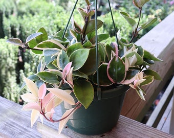 Hoya Krimson Queen Hi-Color Hanging Basket, 8" Pot, Pink & White Variegation!