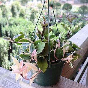 Hoya Krimson Queen Hi-Color Hanging Basket, 8" Pot, Pink & White Variegation!