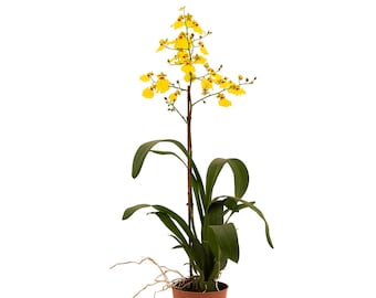 Oncidium Dancing Lady Orchid, 4" Pot