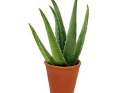 Aloe Vera Indoor Outdoor Air Purifier Live Plant, 6 quot Pot, Natural Disinfectant Sanitizer