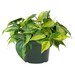 Frankie Spano reviewed Philodendron Brasil Easy Care Live Plant, 6" Pot, Stunning Indoor Air Purifier