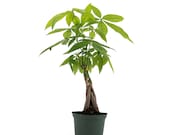 Braided Money Tree, Indoor Air Purifier, Live Houseplant, 4 quot Pot