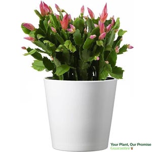 Christmas Cactus 6-Inch Pot, Stylish Pot Cover Included, Live Indoor Plant, Easy-to-Care, Growers Choice