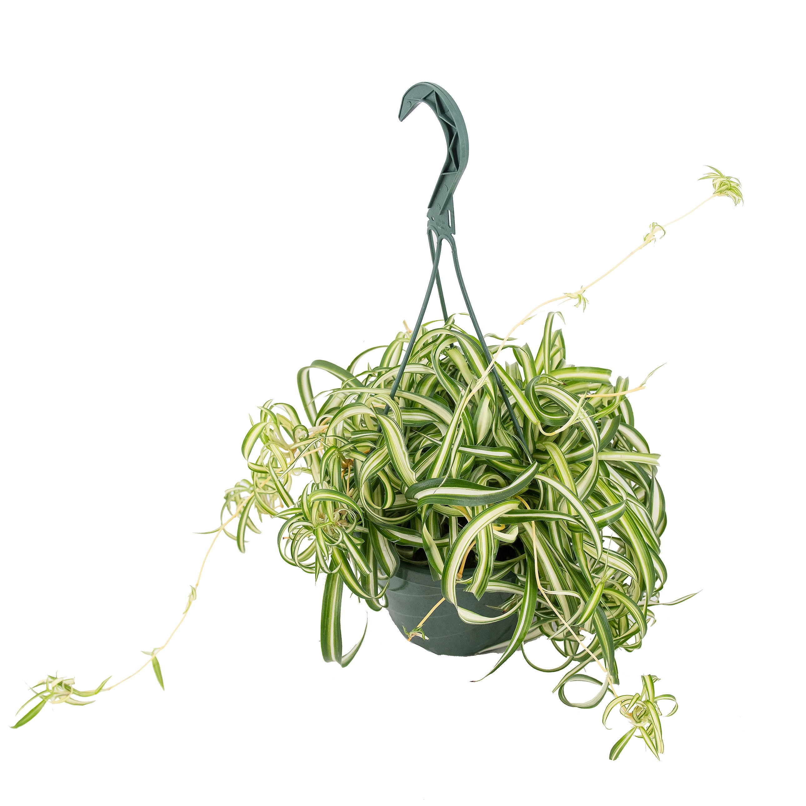 Spider Plant Curly Bonnie Hanging Basket Live Plant 8 Etsy