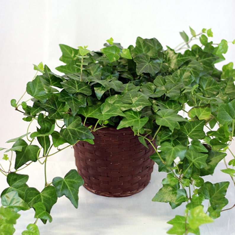 English Ivy Trailing Vine, Top indoor Air Purifier, 6 Pot image 2