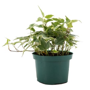 Variegated English Ivy Trailing Vine Live Plant, 6&quot; Pot, Indoor/Outdoor Air Purifier