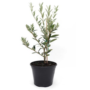 Arbequina Olive Tree Live Plant, 5-Inch Pot, 1ft Tall, Delectable Edible Fruit Houseplant, Indoor/Outdoor