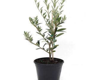 Arbequina Olive Tree Live Plant, 5-Inch Pot, 1ft Tall, Delectable Edible Fruit Houseplant, Indoor/Outdoor