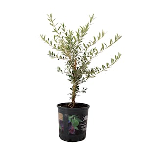 Arbequina Olive Tree Tall, Live Plant, 6" Pot, Delectable Edible Fruit Houseplant