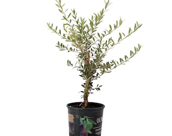 Arbequina Olive Tree Tall, Live Plant, 6" Pot, Delectable Edible Fruit Houseplant