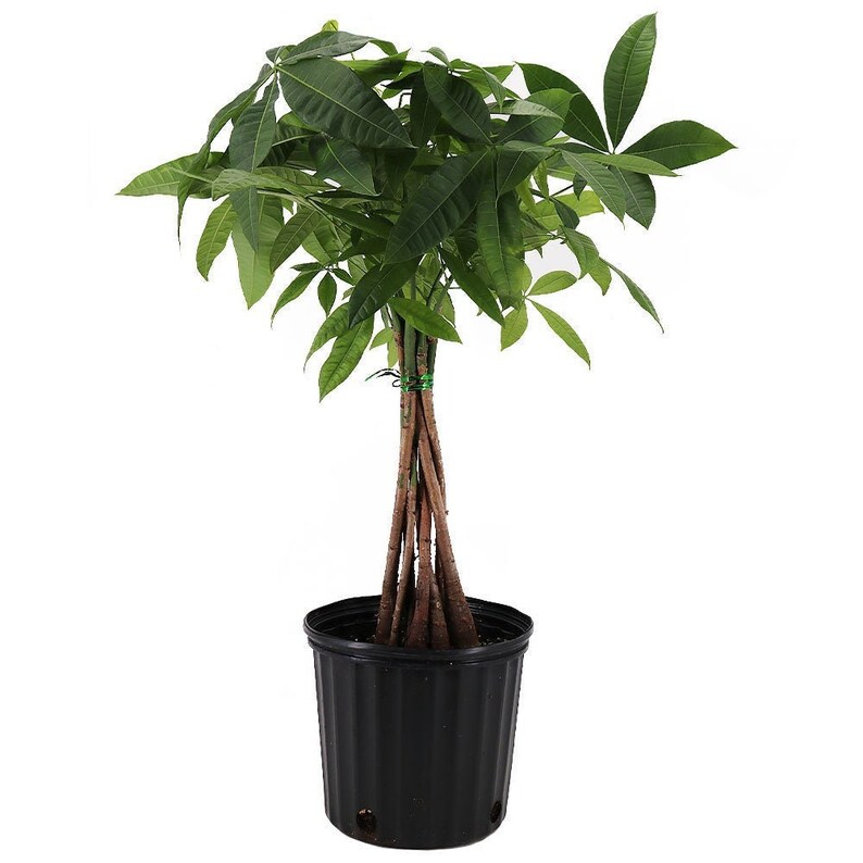 Braided Money Tree Indoor Air Purifier 2' Planted Etsy